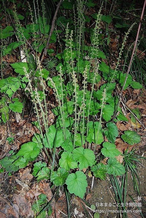 コシノチャルメルソウ