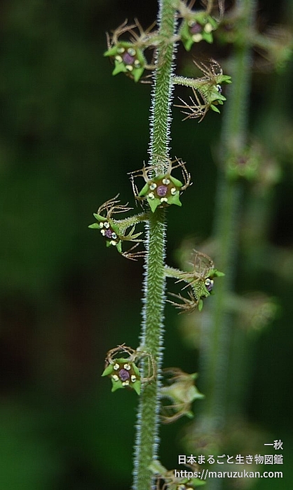 コシノチャルメルソウ