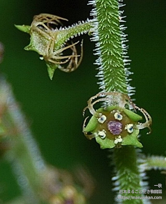 コシノチャルメルソウ