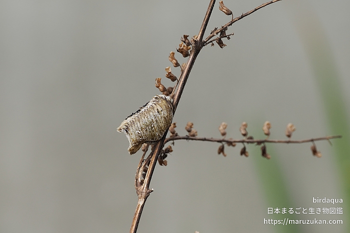ムネアカハラビロカマキリ