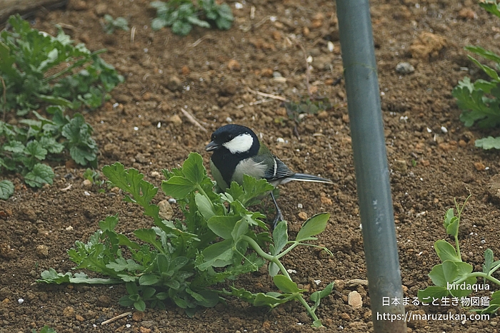 シジュウカラ