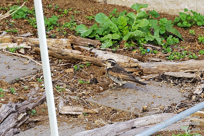 ツグミ
