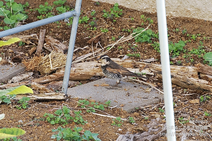 ツグミ