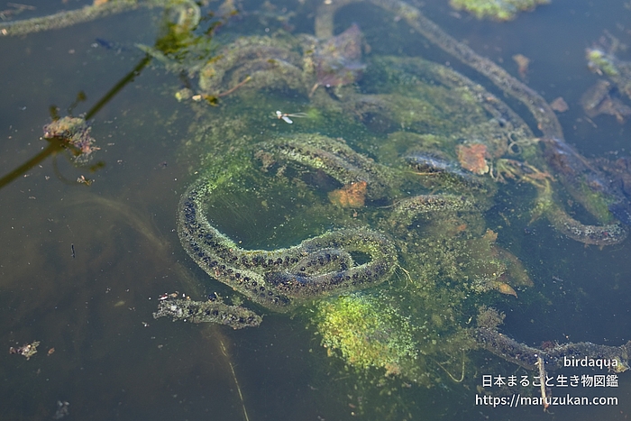アズマヒキガエル