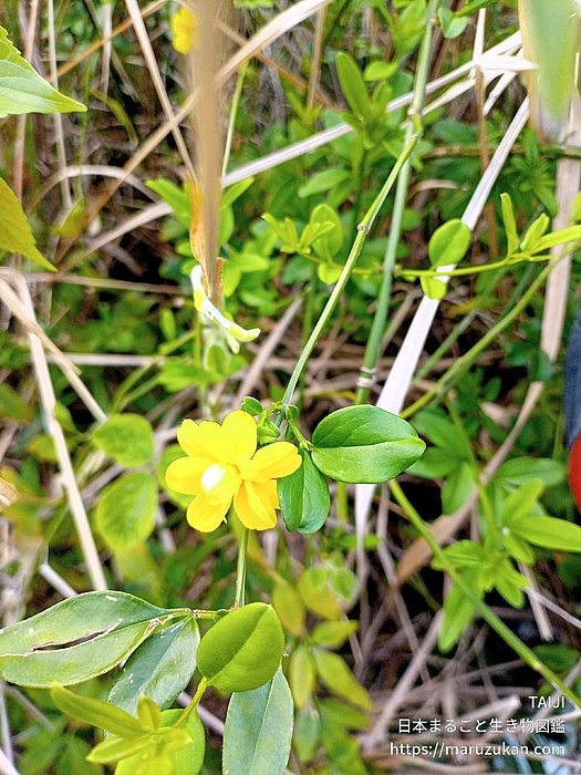 オウバイモドキ
