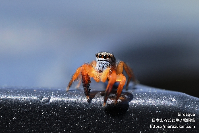 カタオカハエトリ
