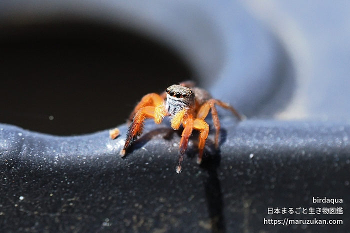 カタオカハエトリ