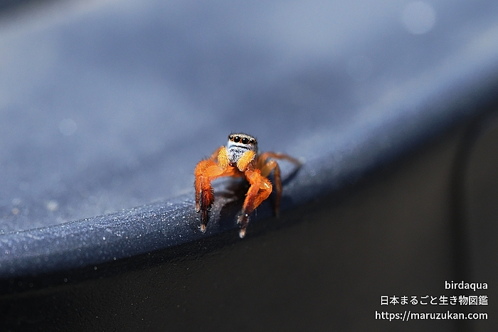 カタオカハエトリ