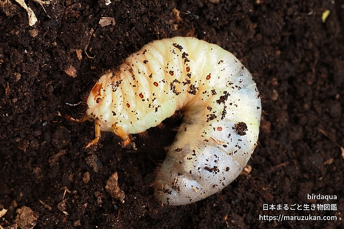 カブトムシ