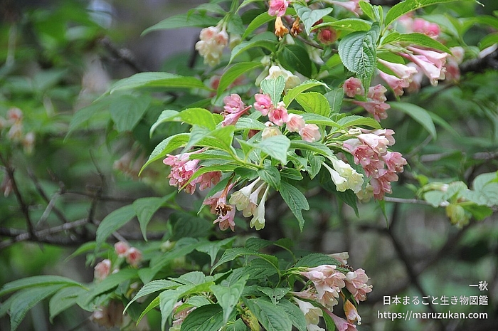 ニシキウツギ