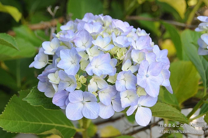 アジサイ（花）の写真