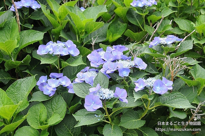 アジサイ