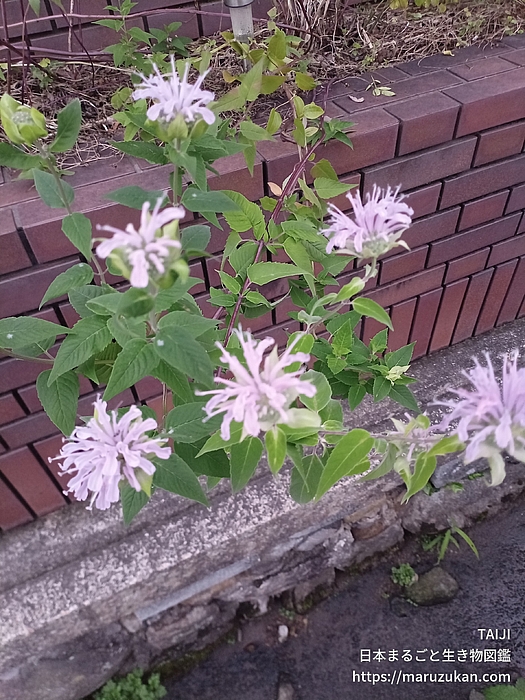 タイマツバナ