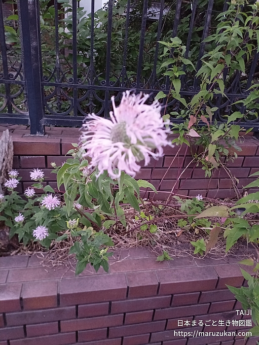 タイマツバナ
