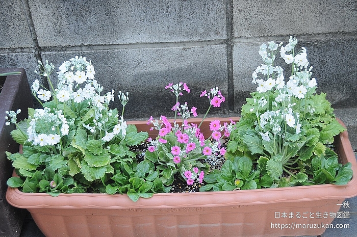 オトメザクラ