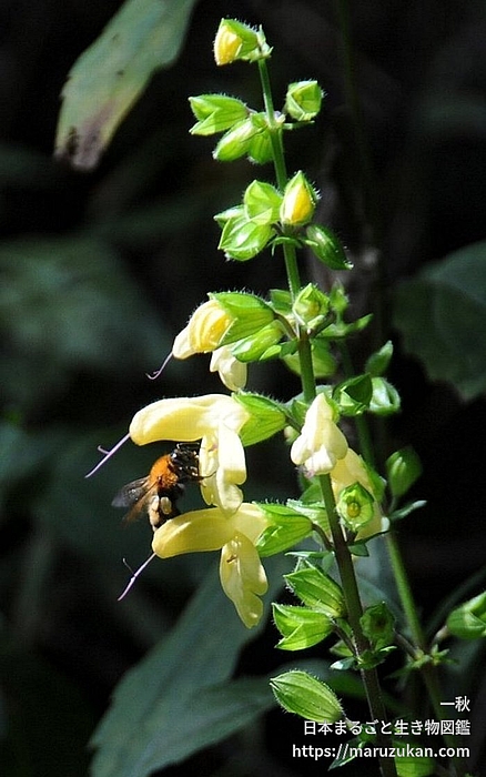 キバナアキギリ