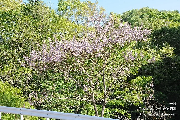 キリ（花）の写真
