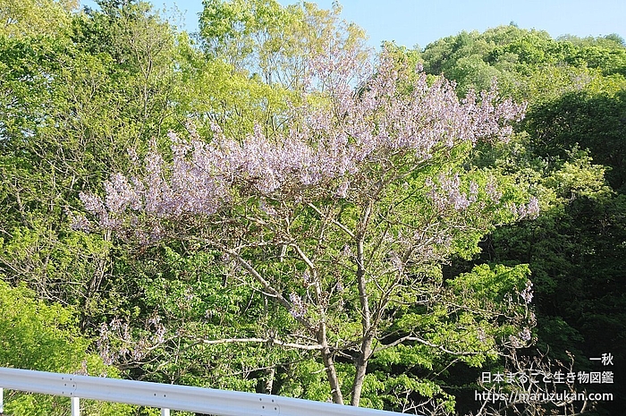 キリ