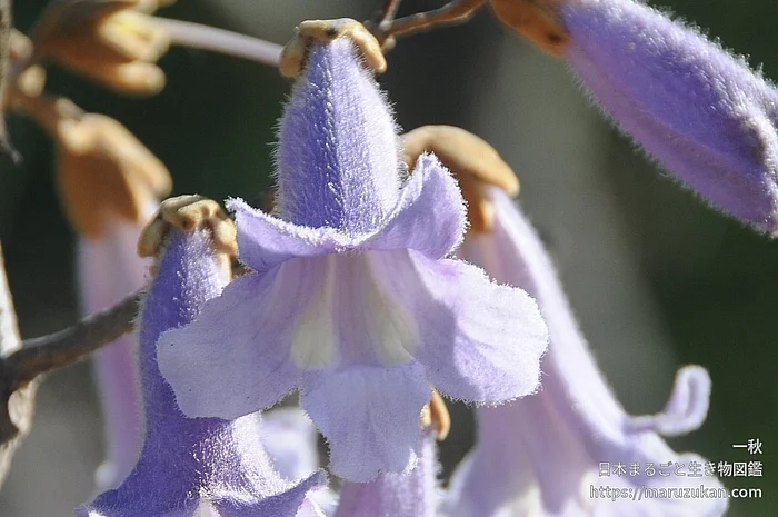キリ（花）の写真