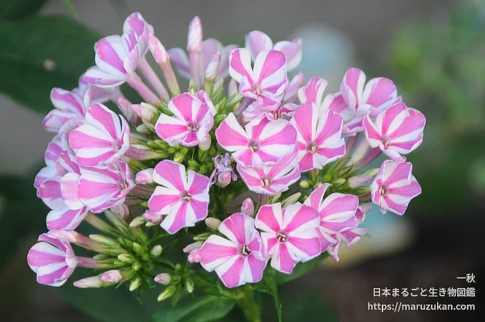 クサキョウチクトウ（花）の写真