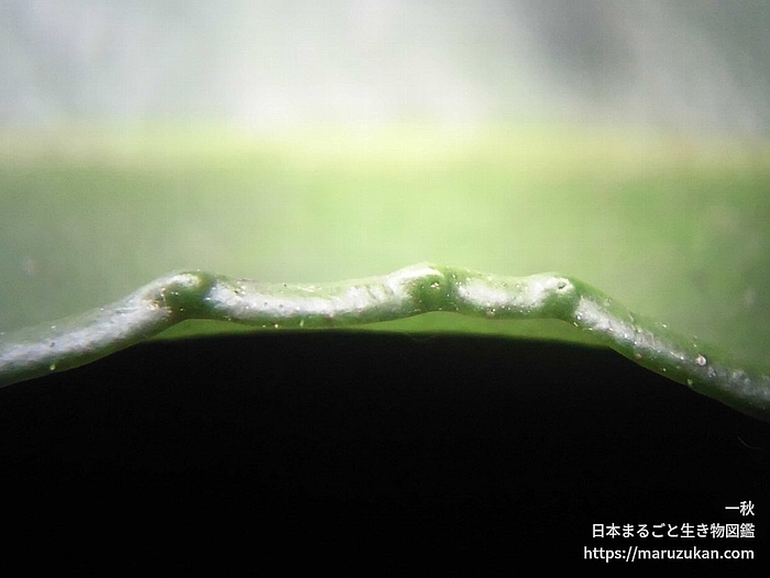 マンリョウ