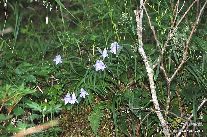 イワシャジン