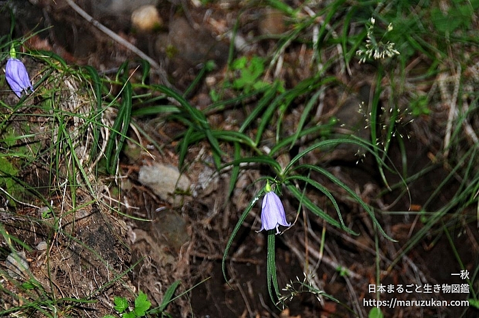 イワシャジン