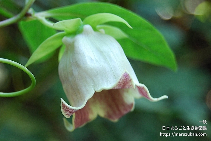 ツルニンジン