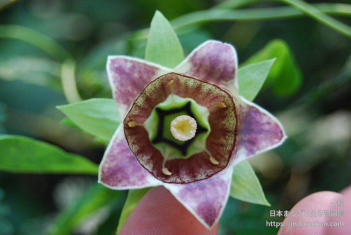 ツルニンジン