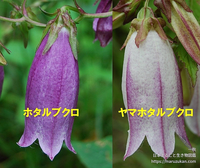 ホタルブクロ属