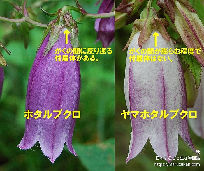 ホタルブクロ属
