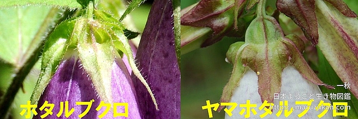 ホタルブクロ属
