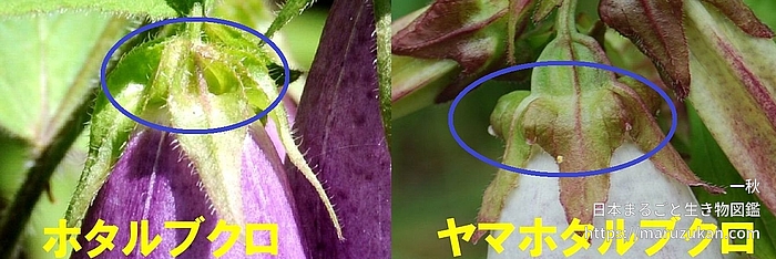 ホタルブクロ属