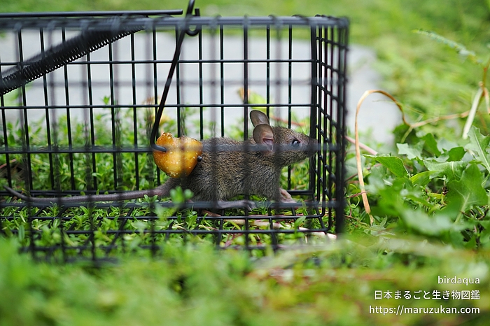ハツカネズミ