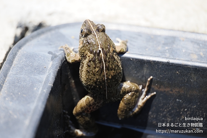 ヌマガエル