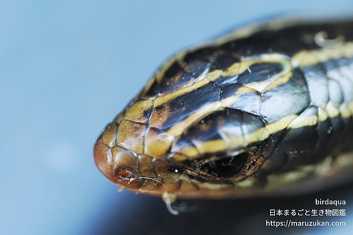 ヒガシニホントカゲ