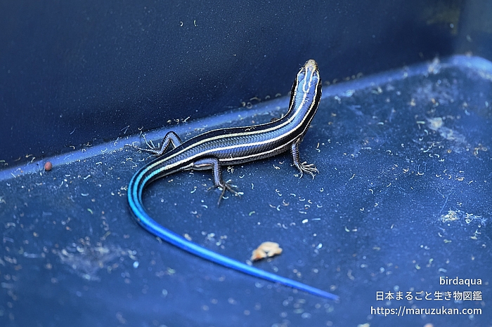 ヒガシニホントカゲ
