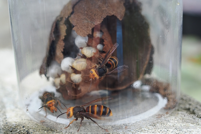コガタスズメバチ