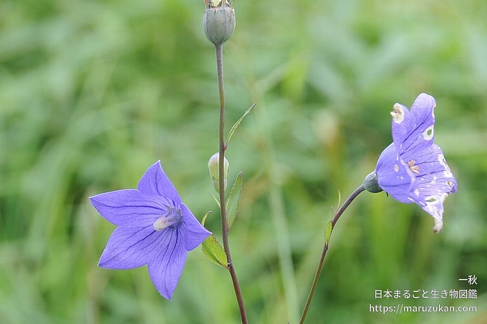 キキョウ