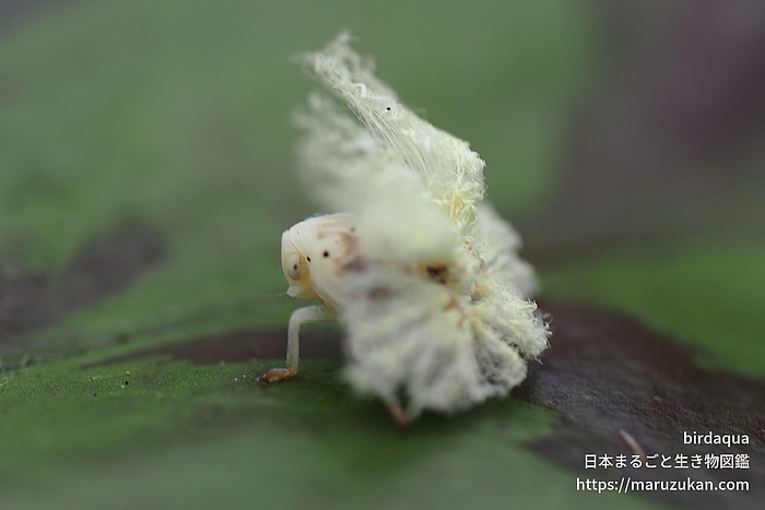 チュウゴクアミガサハゴロモ