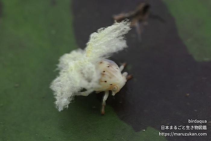 チュウゴクアミガサハゴロモ