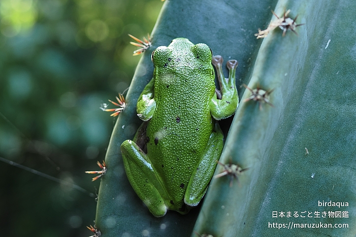 モリアオガエル