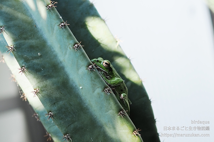 モリアオガエル