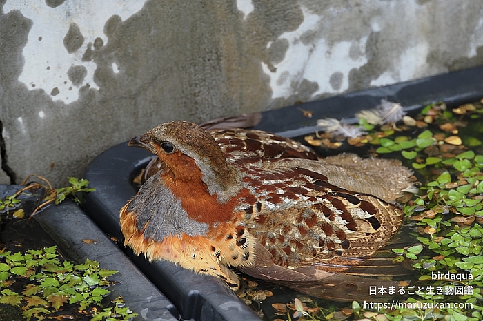 コジュケイ