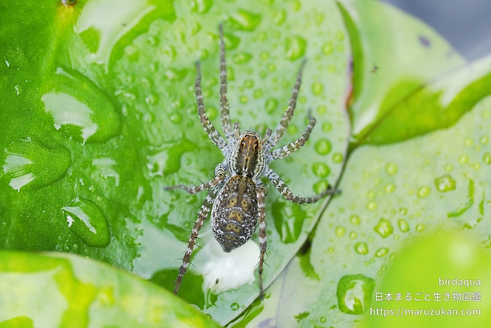 キクヅキコモリグモ