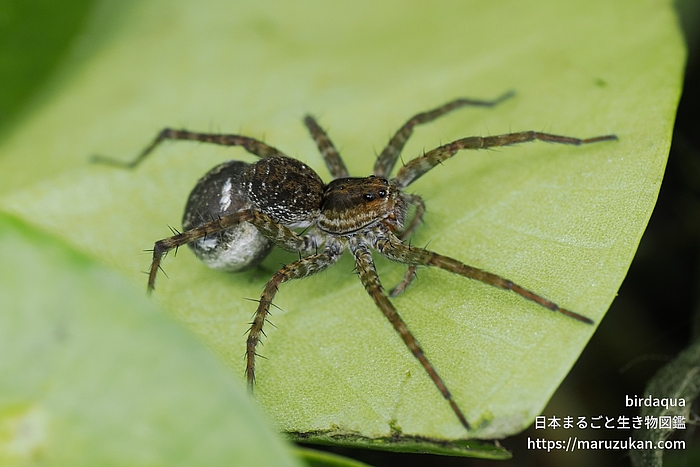 キクヅキコモリグモ