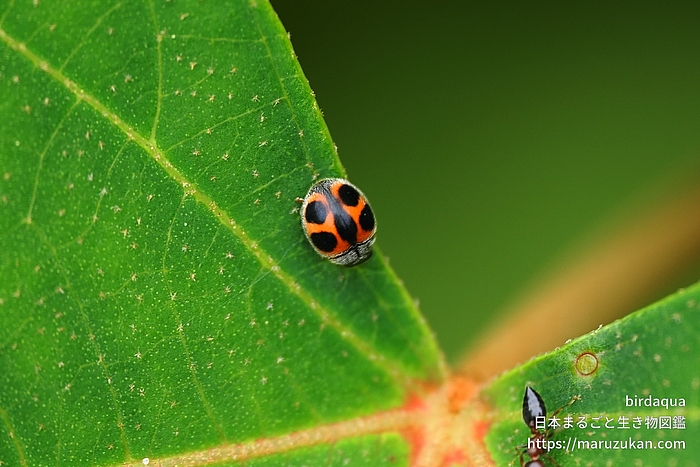モンクチビルテントウ