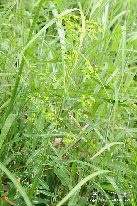 タカトウダイ