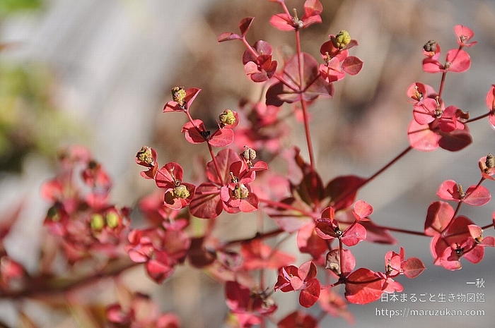 タカトウダイ