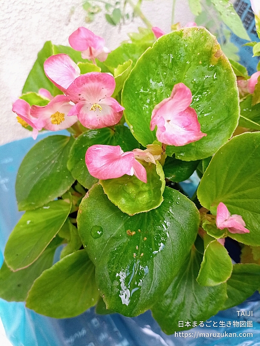 シキザキベゴニア